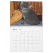 Pet Niedlich Kitten Cat Peace Liebe Destiny Kalender (Feb 2027)