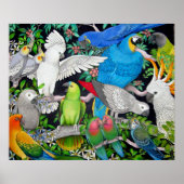 Pet Parrots of the World Poster (Vorne)