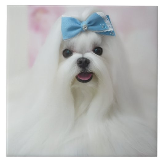 Pet Photo Upload Cute Adorable Dog Fliese (Vorderseite)