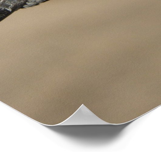 Pet Pigeon Poster (Ecke)