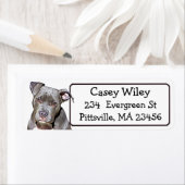 Pet Pitbull Hundeadresse (Insitu)