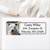 Pet Pitbull Hundeadresse (Insitu)