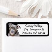 Pet Pitbull Hundeadresse (Insitu)