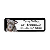 Pet Pitbull Hundeadresse (Vorne)