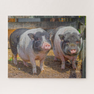 Pet Pot Belly Mini Schweine Jigsaw Puzzle