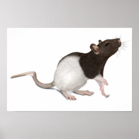 Pet Rat Painting Poster (Vorne)
