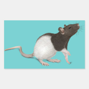 Pet Rat Painting Rechteckiger Aufkleber