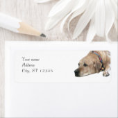 Pet Rhodesian Ridgeback Dog Picture (Insitu)