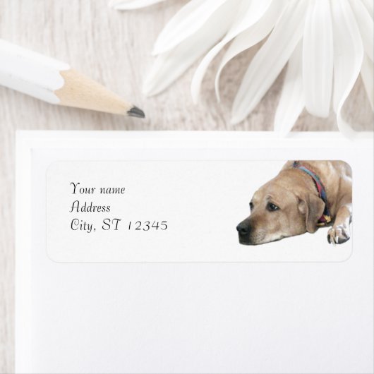 Pet Rhodesian Ridgeback Dog Picture (Insitu)