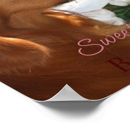 Pet Star Creative Poster (Ecke)