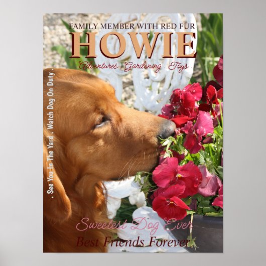 Pet Star Creative Poster (Vorne)