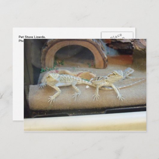 Pet Store Lizards Postkarte (Vorne/Hinten)