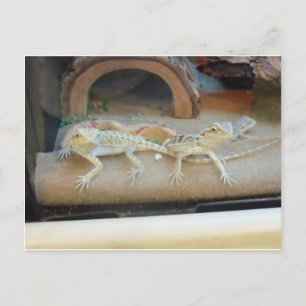 Pet Store Lizards Postkarte