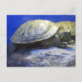 Pet Store Turtle Postkarte (Vorderseite)