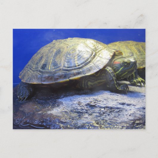 Pet Store Turtle Postkarte (Vorderseite)