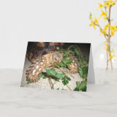 Pet Sulcata Tortoise Munching Leaves Karte (Gelbe Blume)