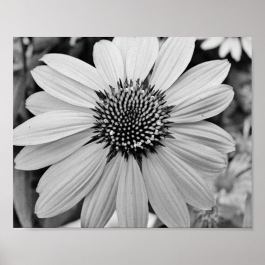 Petal Blume 10x8 Poster (Vorne)