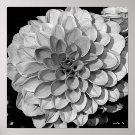 Petal Pattern Poster (Vorne)