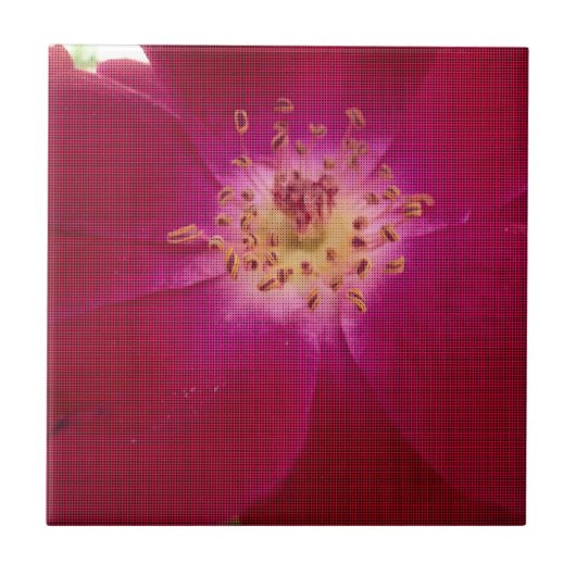 Petal Perfektion: Scheckte Rose Petal Muster Art Fliese (Vorderseite)