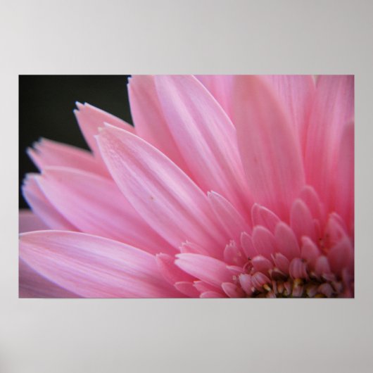 Petal Pink Poster (Vorne)