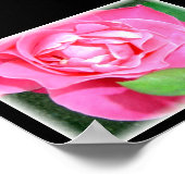 Petal Pink Rose Poster (Ecke)