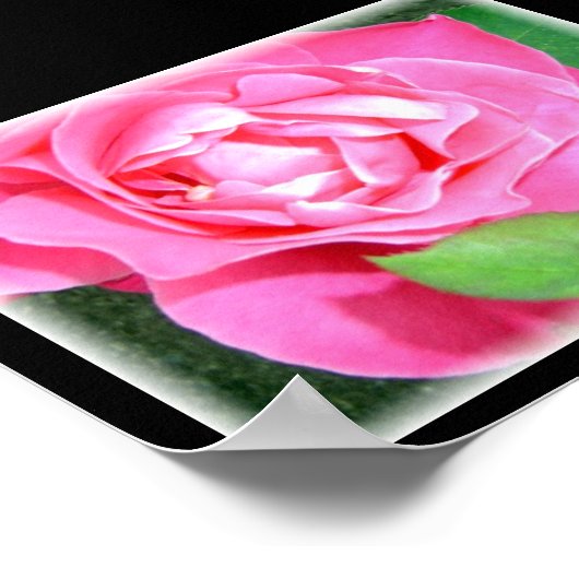 Petal Pink Rose Poster (Ecke)