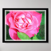 Petal Pink Rose Poster (Vorne)