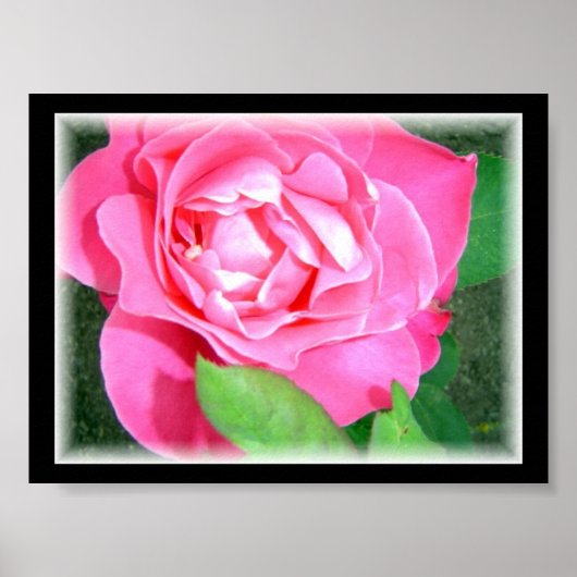 Petal Pink Rose Poster (Vorne)