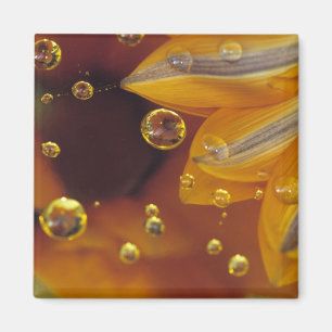 Petalen auf der reflektierenden Oberfläche von Myl Magnet