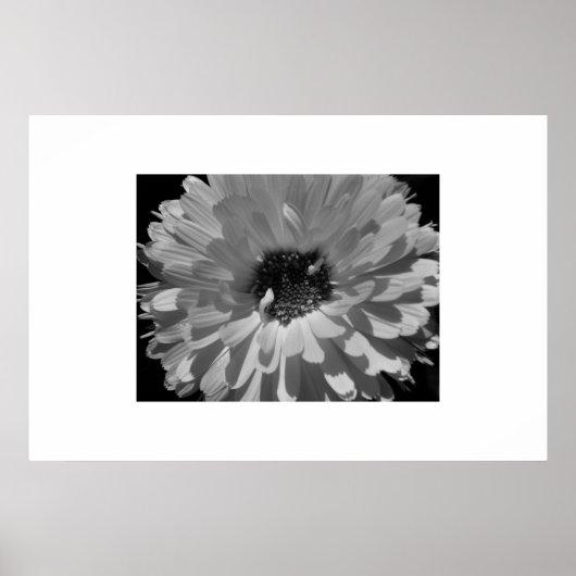 Petalen in Schwarz und Weiß Poster (Vorne)