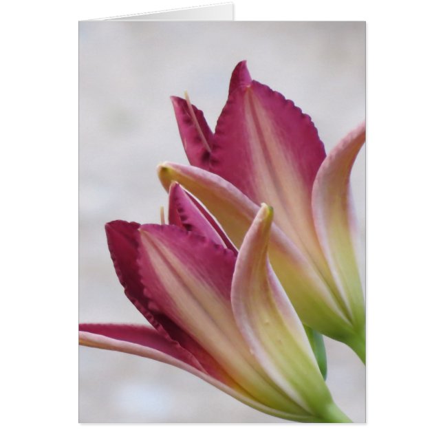 Petals öffnen - Taglilien (Vorne)