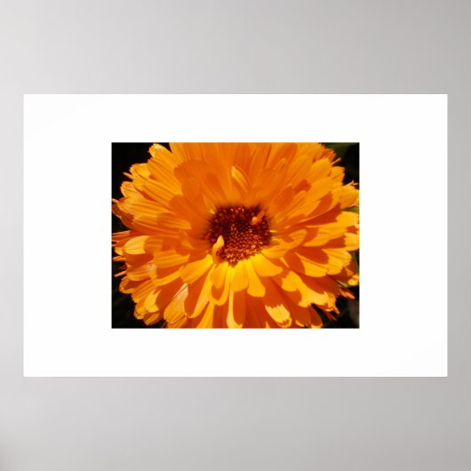 Petals Poster (Vorne)