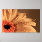 Petaltropfen Poster (Vorne)