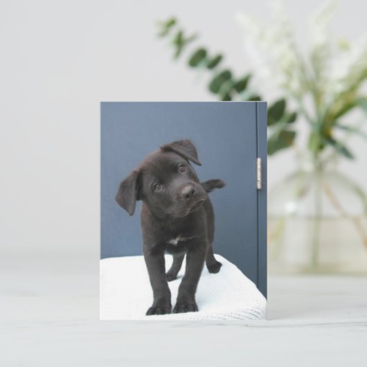 Pete Postkarte (Stehend Vorderseite)