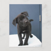 Pete Postkarte (Vorderseite)