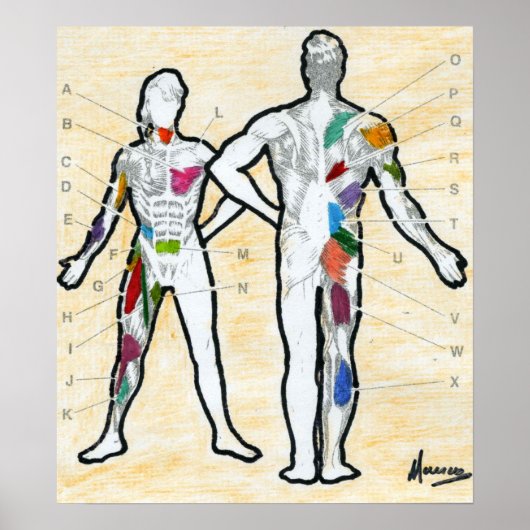 Peter Max Stil signierte Muskeldiagramme zeichnend Poster (Vorne)