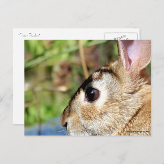 "Peter Rabbit" Postkarte (Vorne/Hinten)