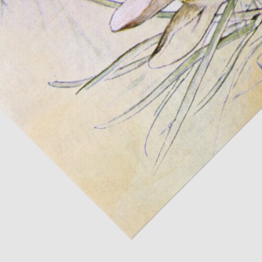 Peter Rabbit (Zwiebel) Gewebepapier Seidenpapier (Detail)