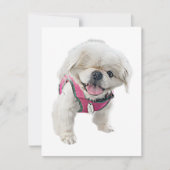 Peter Rottentail Mitteilungskarten (Vorderseite)