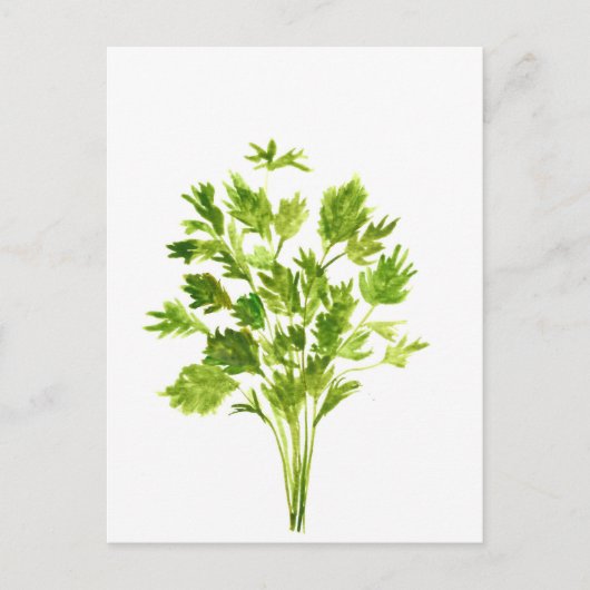 Petersilie Kräuter Parsley Aquarell Pflanze grün Postkarte (Vorderseite)
