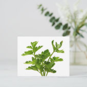 Petersilie Postkarte (Stehend Vorderseite)
