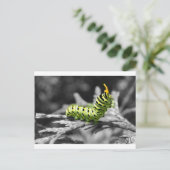 Petersilie Raupe schwarz-weiß Postkarte (Stehend Vorderseite)