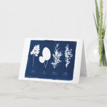 Petersilie weiser Rosemary u. Thymian-freier Raum