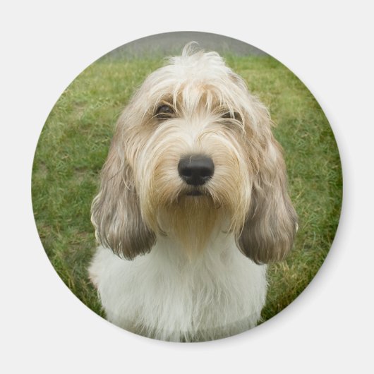 Petit Basette Griffon Vendeen Magnet (Vorne)