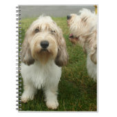 Petit Basette Griffon Vendeen Notizblock (Vorderseite)