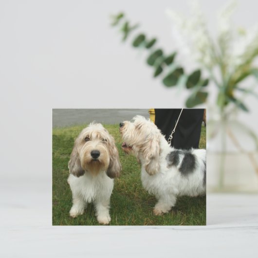 Petit Basette Griffon Vendeen Postkarte (Stehend Vorderseite)