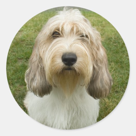 Petit Basette Griffon Vendeen Runder Aufkleber (Vorderseite)