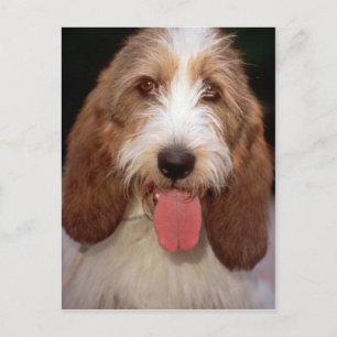 Petit Basset Griffon de Vendeen Postkarte