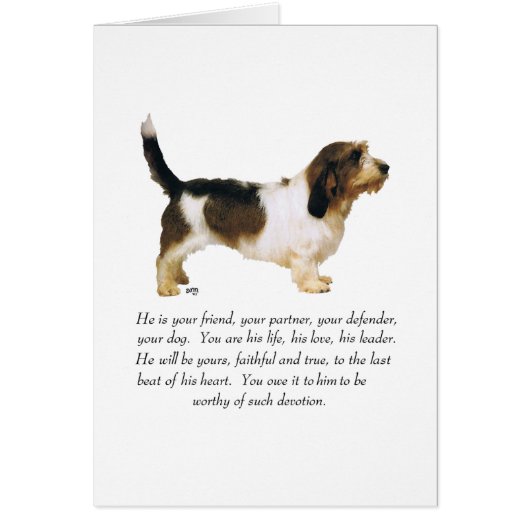 Petit Basset Griffon Vendeen Male (Vorne)