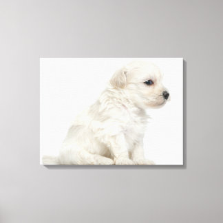 Petit chien lion oder Little Lion Doppy Welpe Leinwanddruck